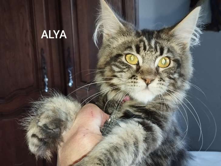 Chatons de race Maine Coon à vendre (4 femelles & 3 mâles)
