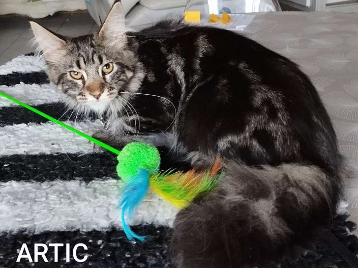 Maine Coon Loof