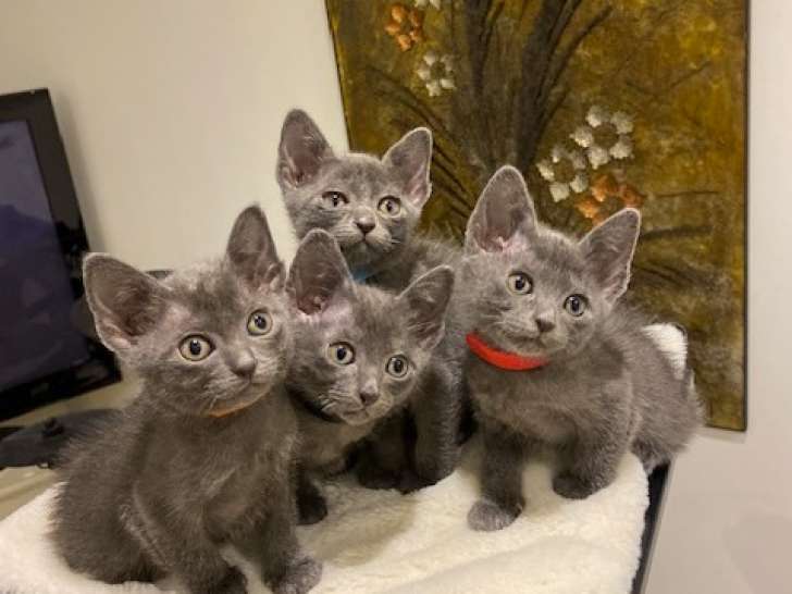 chatons de la portée disponible fin juillet