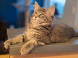 1 chaton mâle Maine Coon LOOF en vente