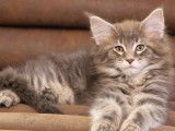 1 chaton mâle Maine Coon LOOF en vente