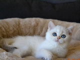 1 chatonne British Shorthair à vendre (LOOF)