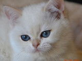 1 chatonne British Shorthair à vendre (LOOF)