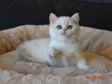 1 chatonne British Shorthair à vendre (LOOF)