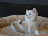 1 chatonne British Shorthair à vendre (LOOF)