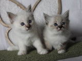 2 chatons Sacré de Birmanie LOOF disponibles à l’achat