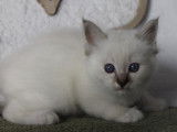 2 chatons Sacré de Birmanie LOOF disponibles à l’achat
