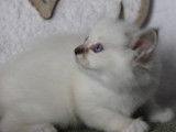2 chatons Sacré de Birmanie LOOF disponibles à l’achat