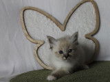 2 chatons Sacré de Birmanie LOOF disponibles à l’achat