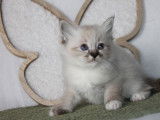 2 chatons Sacré de Birmanie LOOF disponibles à l’achat