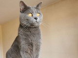 Chat mâle Chartreux LOOF disponible pour saillie