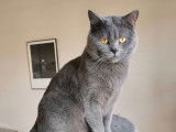 Chat mâle Chartreux LOOF disponible pour saillie