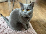 Chat mâle Chartreux LOOF disponible pour saillie