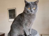 Chat mâle Chartreux LOOF disponible pour saillie