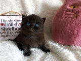 À réserver : 2 chatons British Shorthair noirs (LOOF)