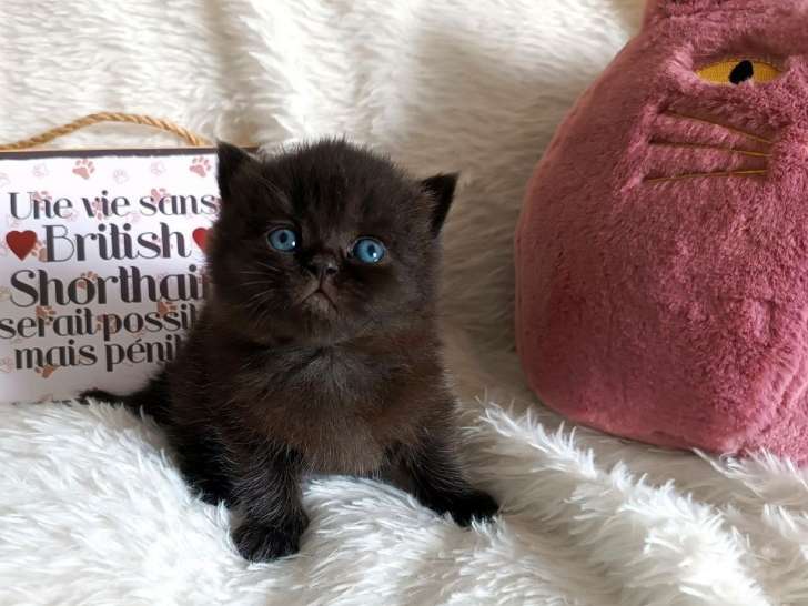 À réserver : 2 chatons British Shorthair noirs (LOOF)