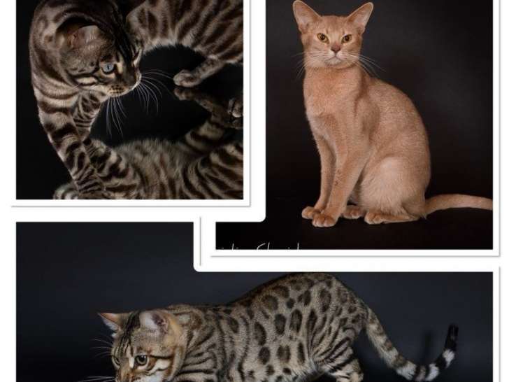 3 chats Bengal mâles disponibles pour saillie (LOOF)