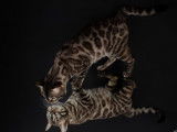 3 chats Bengal mâles disponibles pour saillie (LOOF)