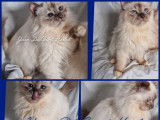 À vendre, 3 chatons Sacré de Birmanie LOOF