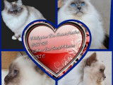 À vendre, 3 chatons Sacré de Birmanie LOOF