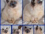 À vendre, 3 chatons Sacré de Birmanie LOOF