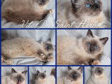 À vendre, 3 chatons Sacré de Birmanie LOOF