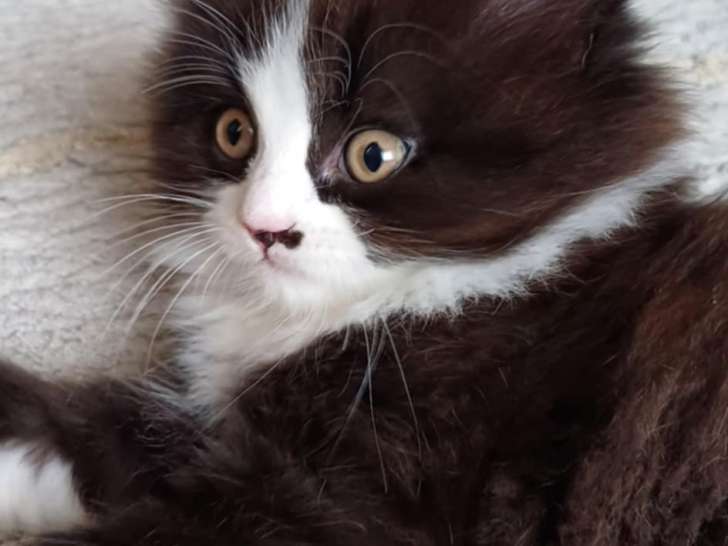 Chaton British Longhair à vendre