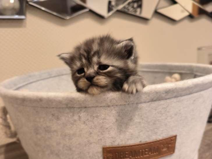 Chatons Scottish Straight avec pedigree à vendre