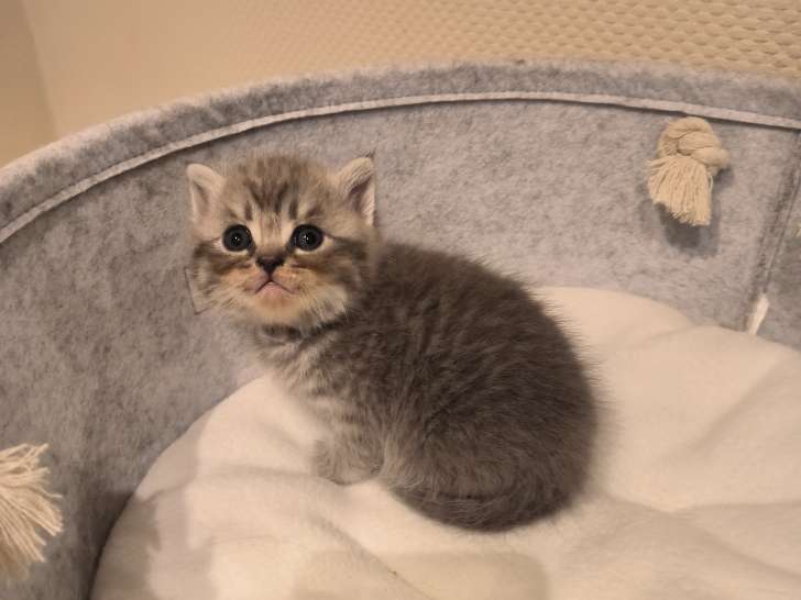 Chatons British Shorthair avec pedigree à vendre