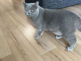 Chat adulte de race British Shorthair Mâle à vendre