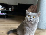 Chat adulte de race British Shorthair Mâle à vendre