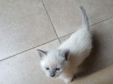 Chatons siamois femelles à vendre