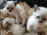 Chatons siamois femelles à vendre