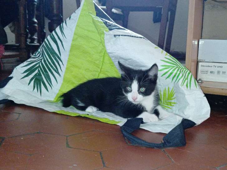 Chaton mâle à donner