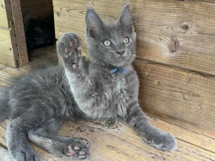 Chatons Maine Coon LOOF à vendre