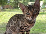 Chatons Bengal LOOF à vendre