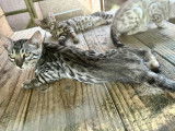 Chatons Bengal LOOF à vendre