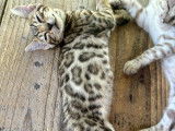 Chatons Bengal LOOF à vendre