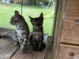 Chatons Bengal LOOF à vendre