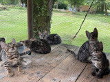 Chatons Bengal LOOF à vendre