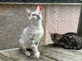Chatons Bengal LOOF à vendre