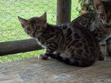 Chatons Bengal LOOF à vendre