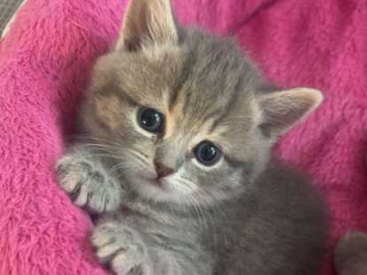 3chatons British Shorthair adorables à réserver