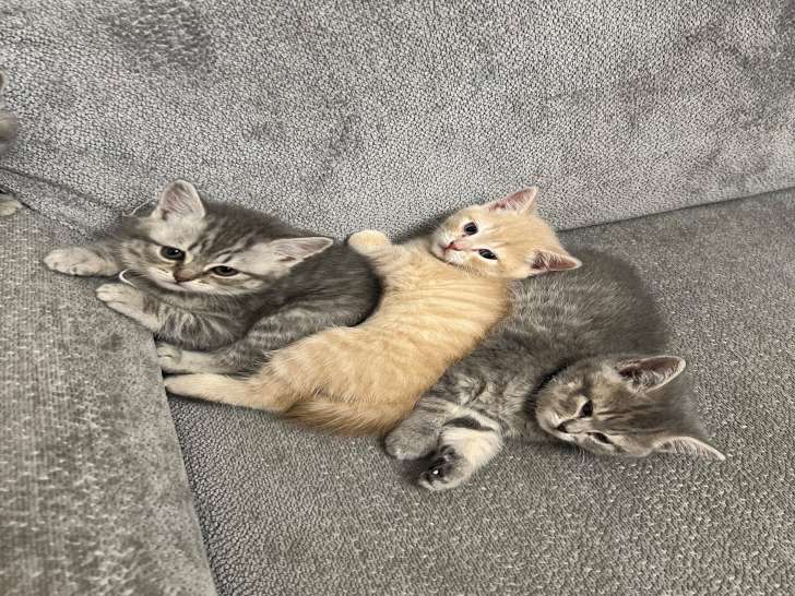 3chatons British Shorthair adorables