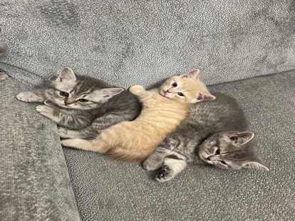 3chatons British Shorthair adorables à réserver