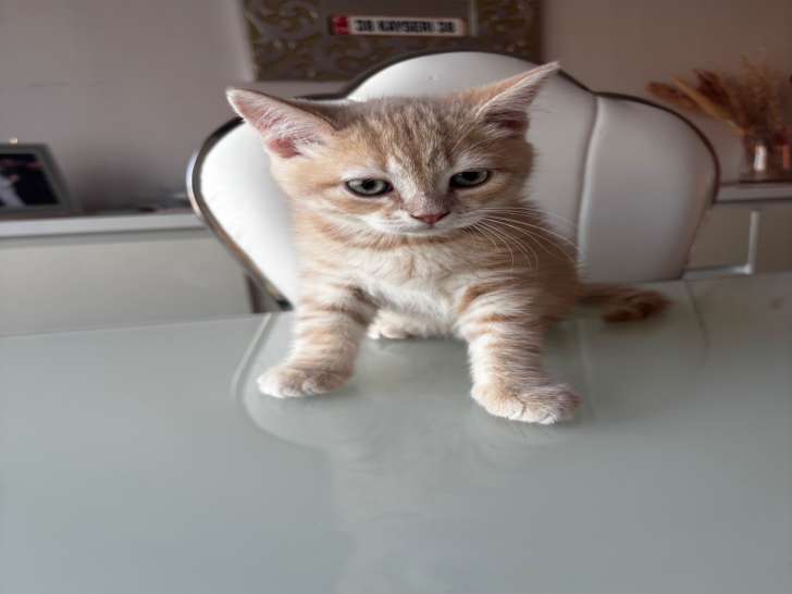1 chatons British Shorthair adorables