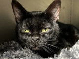 Adoption disponible : chat de 6 ans