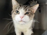 Chat tigré blanc à adopter