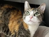 Chatte adulte en attente d'adoption