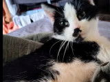 Chatte âgée de 3 ans en attente d’un foyer